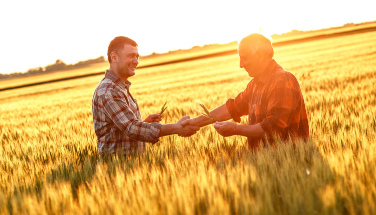 An older and younger farm in a wheat field at sunset, shaking hands