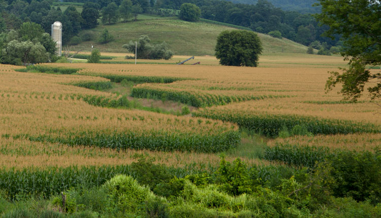 A cornfield showing a grass waterway